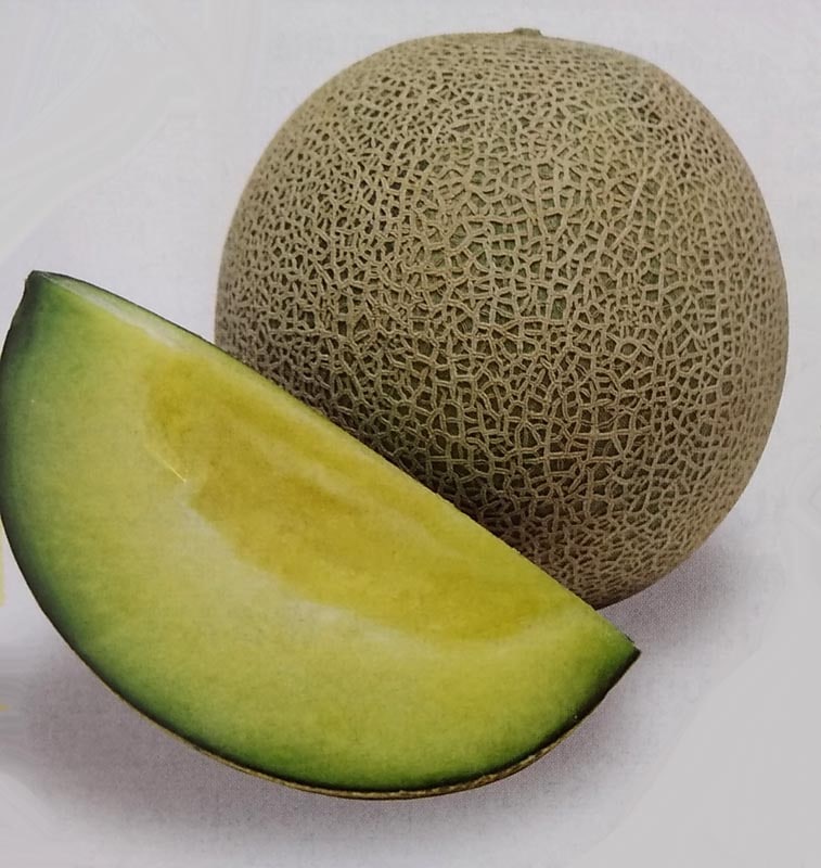 ※新種11月以降入荷後発送<br>メロン種　パンナ　(8粒)<br>[栽培用 種子 甜瓜 タキイ]