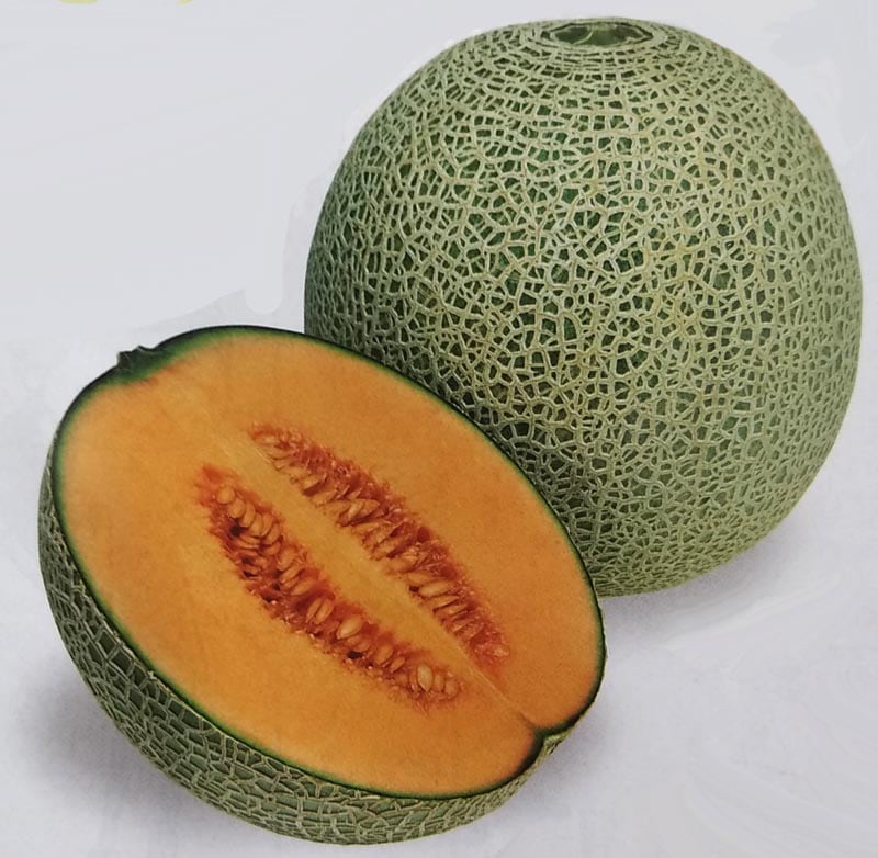 ※発芽率保証期限10月末まで　メロン種　レノン　(DF小袋)<br>[栽培用 種子 甜瓜 タキイ]