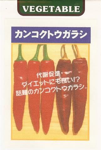トウガラシ種 【 F1 カンコクトウガラシ 】 小袋 （栽培用 種子 とうがらし 唐辛子 唐芥子 藤田）