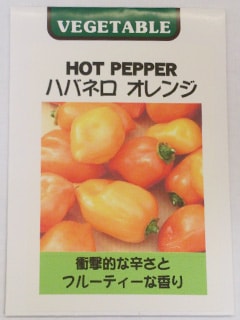 ※発芽率保証期限11月末まで　トウガラシ種　ハバネロ　オレンジ（小袋）藤田