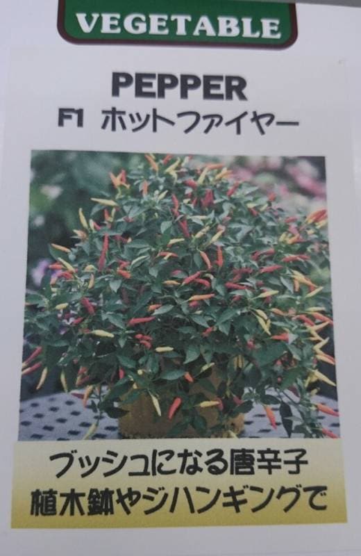 トウガラシ種 【 F1 ホットファイヤー 】 小袋 （栽培用 種子 とうがらし 唐辛子 唐芥子 藤田）