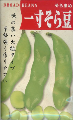 ★ソラマメ種 【 一寸そら豆 】 10粒 （栽培用 種子 そらまめ ソラマメ 空豆 蚕豆）