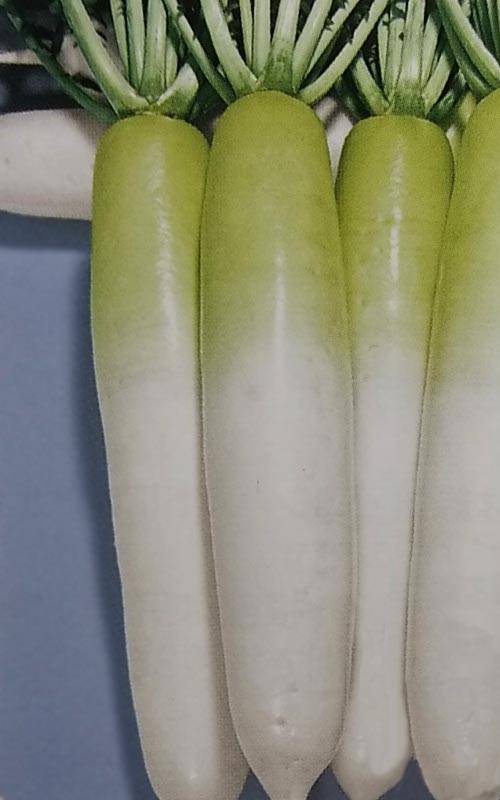 ダイコン種 【 F1夏つかさ「旬」】 コート種子 5000粒 （栽培用 種子 だいこん 大根 生産者向け トーホク）