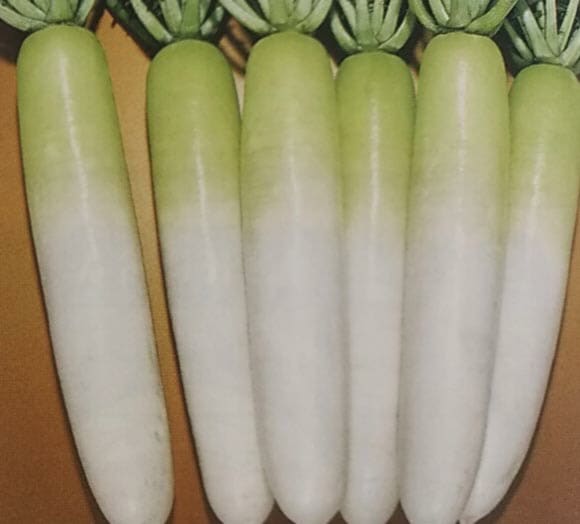 ダイコン種 【 F1秋峠 】 20ml （栽培用 種子 だいこん 大根 トーホク）※2025年9月 販売中止