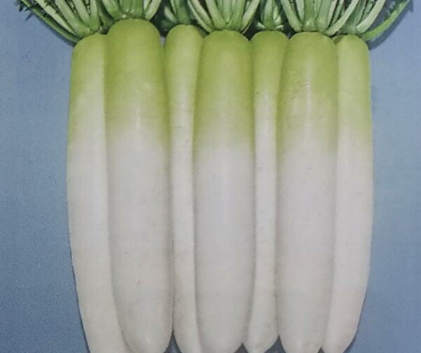 ダイコン種 【 F1英才 】 10ml （栽培用 種子 だいこん 大根 トーホク）