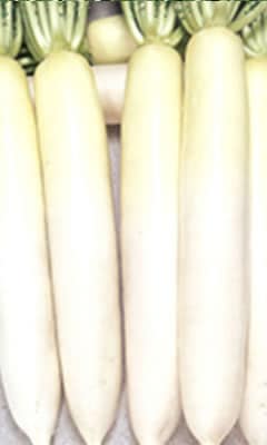 ダイコン種　白進　 （2dl）