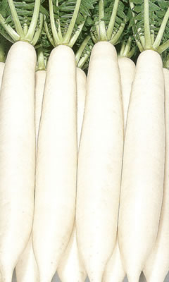 ダイコン種　　F1香漬の助　 （2dl）