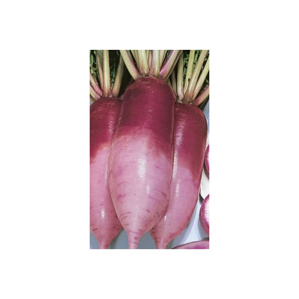 ダイコン種 【 F1紅しぐれ 】 2dL （栽培用 種子 大根 だいこん 生産者向け トーホク）