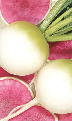 [予約販売 7月以降出荷開始予定] ダイコン種　F1北京水大根　 （2dl）