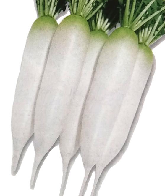 ダイコン種　大師　(8ml)　[栽培用 種子 大根 だいこん]