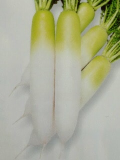 ダイコン種 【 味職人 】 2dL缶 （栽培用 種子 だいこん 大根 タカヤマ）