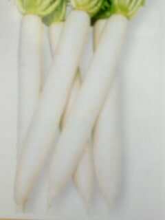 ダイコン種 【 白天勇 】 2dL （栽培用 種子 だいこん 大根 タカヤマ）