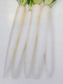 ダイコン種 【 耐病夏富士 】 2dL （栽培用 種子 だいこん 大根 タカヤマ）