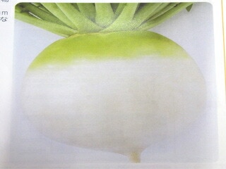 ダイコン種 【 京の冬聖護院 】 2dL （栽培用 種子 だいこん 大根 タカヤマ）