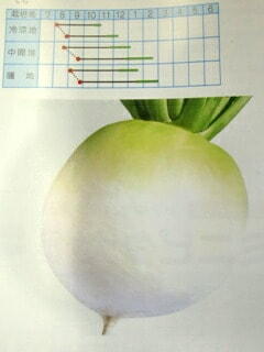 ダイコン種 【 古都丸聖護院 】 2dL （栽培用 種子 だいこん 大根 タカヤマ）