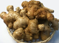 ショウガ種芋 【 九州産 大生姜 】500g （栽培用 種芋 大しょうが 大ショウガ）