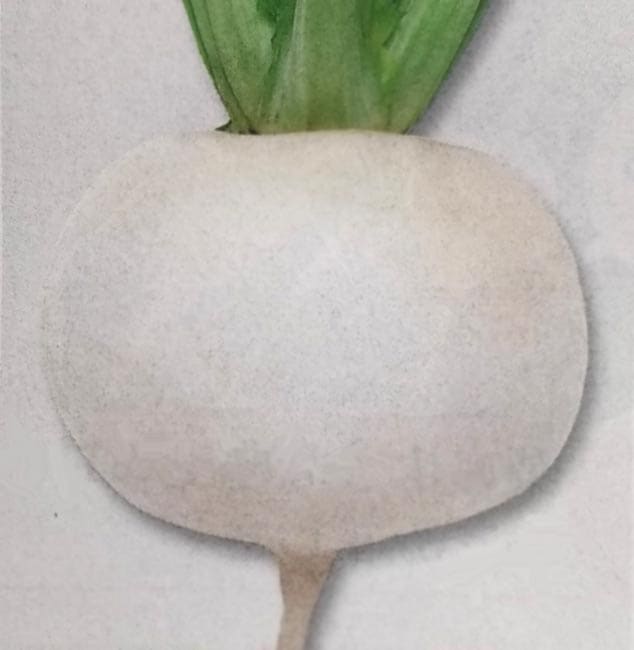 ★カブ種 【 聖護院大丸蕪 】 GF小袋 （栽培用 種子 かぶ 蕪 タキイ）