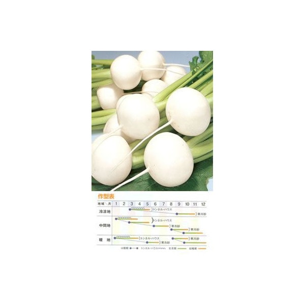 ※5月下旬以降入荷予定　カブ種 【 F1サラダカブ豊味 】 2dL （栽培用 種子 かぶ 蕪 トーホク）