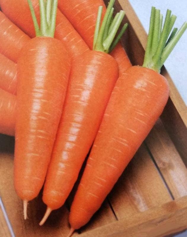 ニンジン種 【 向陽二号 】 ペレット種子 200粒 （栽培用 種子 人参 にんじん タキイ）