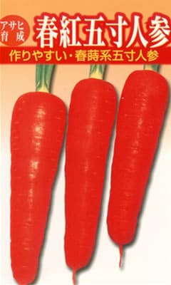 ニンジン種 【 春紅五寸人参 】 8ml （栽培用 種子 にんじん アサヒ）