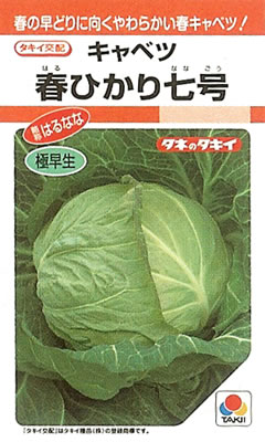※発芽率保証期限2026年4月末まで　キャベツ　種　春ひかり七号（RF小袋）タキイ