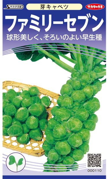 ★メキャベツ種 【 ファミリーセブン 】 美咲小袋 （栽培用 種子 きゃべつ 甘藍 芽キャベツ サカタ）