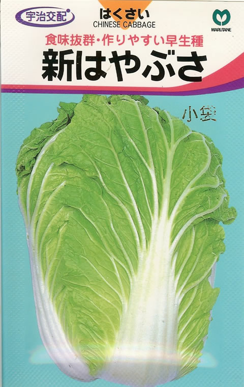 ハクサイ種 【 新はやぶさ 】 2ml （栽培用 種子 はくさい 白菜 丸種）