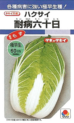 ※新種7月以降入荷予定　白菜　種　耐病六十日　DF小袋