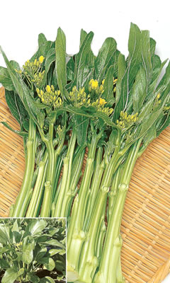 菜花種　愛味菜　（1ｄｌ）
