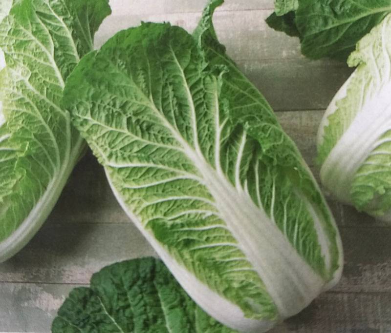 ★ハクサイ種 【 無双 】 DF小袋 （栽培用 種子 白菜 はくさい タキイ）