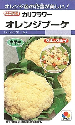 カリフラワー種 【 オレンジブーケ 】 DF小袋 （栽培用 種子 花野菜 タキイ）（品種名：オレンジドーム）