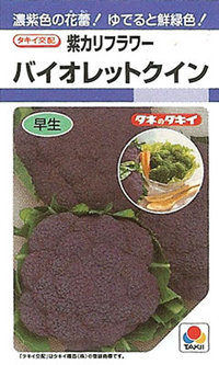 紫カリフラワー種　バイオレットクイン（RF小袋） [栽培用 種子 花野菜][品種名：バイオレットクイン]