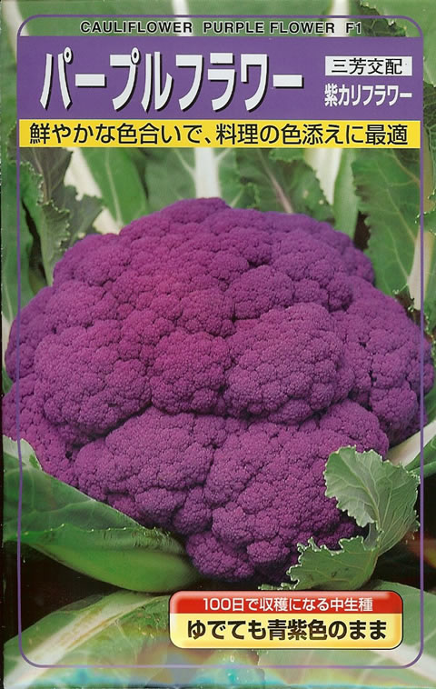 カリフラワー　パープルフラワー 種子 5ml 楽天市場】【種子】パープルフラワー 紫カリフラワー 武蔵野種苗