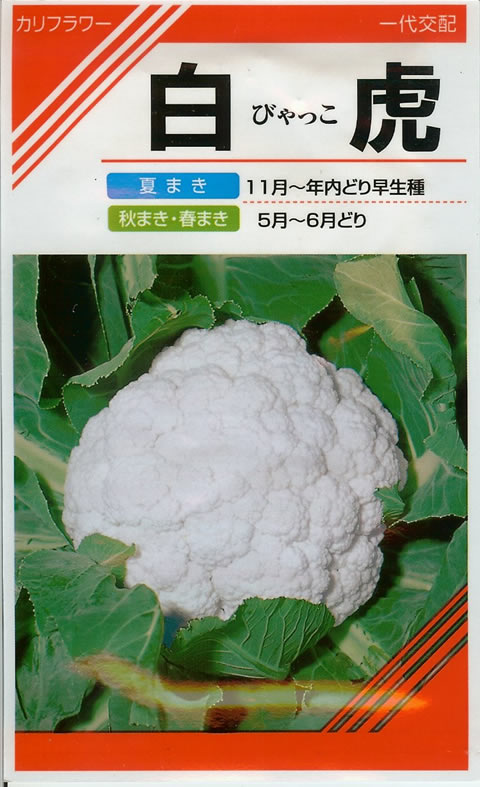 カリフラワー種　白虎（びゃっこ）　小袋