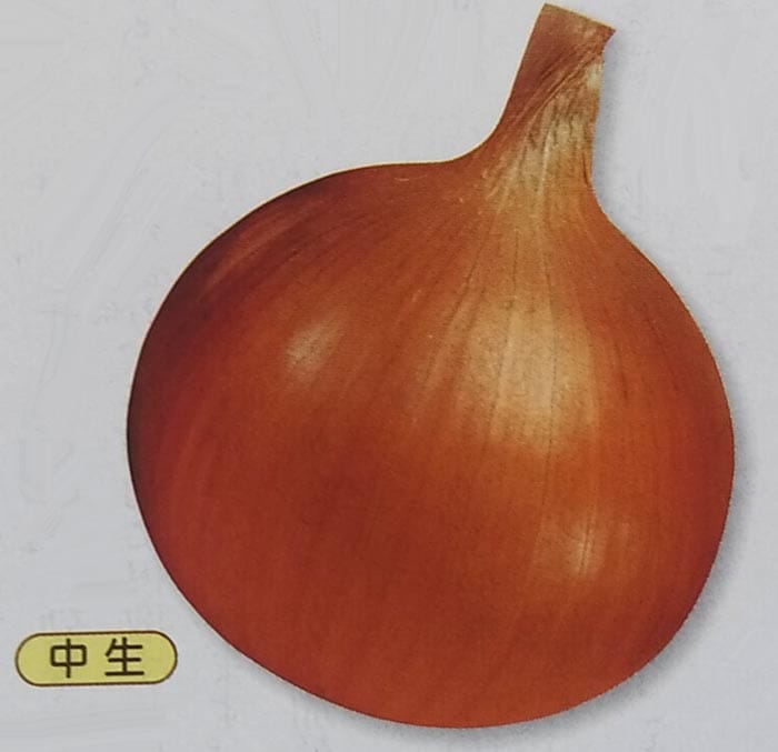 タマネギ種 【 Ｏ・Ｐ黄 】 DF小袋 （栽培用 種子 たまねぎ 玉ねぎ 玉ネギ 玉葱 タキイ）