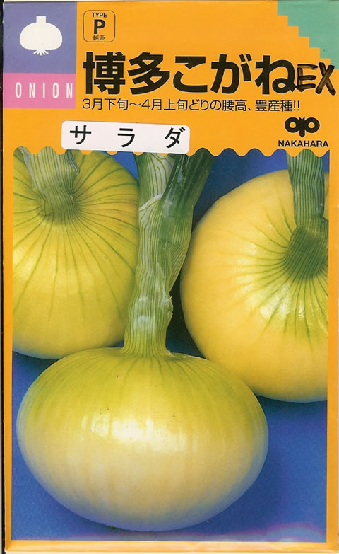タマネギ種 【 博多こがねEX 】 小袋 （栽培用 種子 たまねぎ 玉ねぎ 玉ネギ 玉葱 中原）