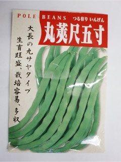 つるありインゲン　種　丸莢尺五寸（30ml）