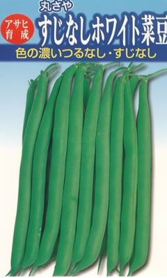 ★インゲン種 【 すじなしホワイト菜豆 】 小袋 （栽培用 種子 いんげん 隠元豆 アサヒ）