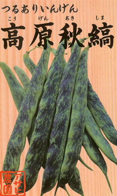 つるありインゲン　高原秋縞　（３０ml）