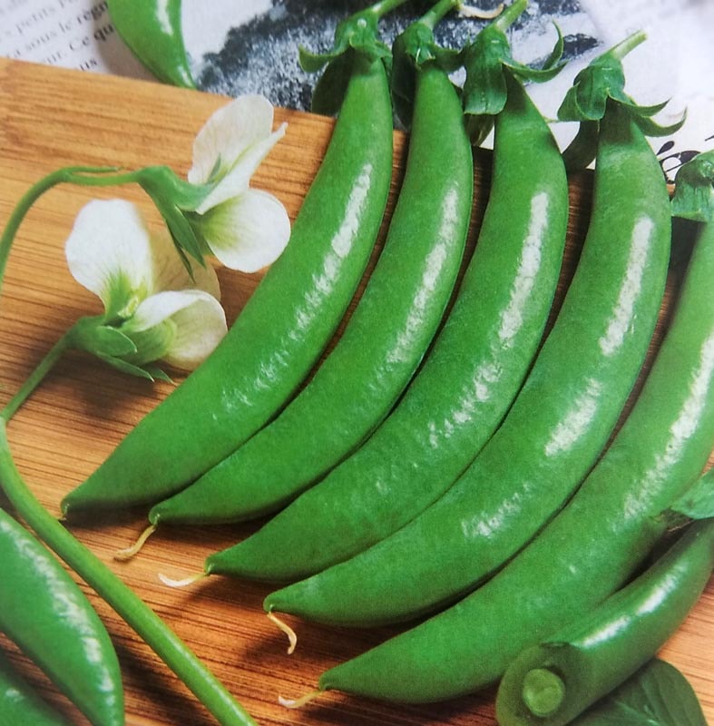 ※新種12月以降入荷予定<br>エンドウマメ種 【 グルメ 】 GF小袋 （栽培用 種子 スナップエンドウ えんどうまめ 豌豆 タキイ）