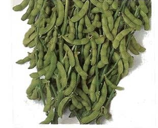 ※新種2027年1月入荷後発送　エダマメ種 【 早生白鳥 】 1L （栽培用 種子 えだまめ 枝豆）