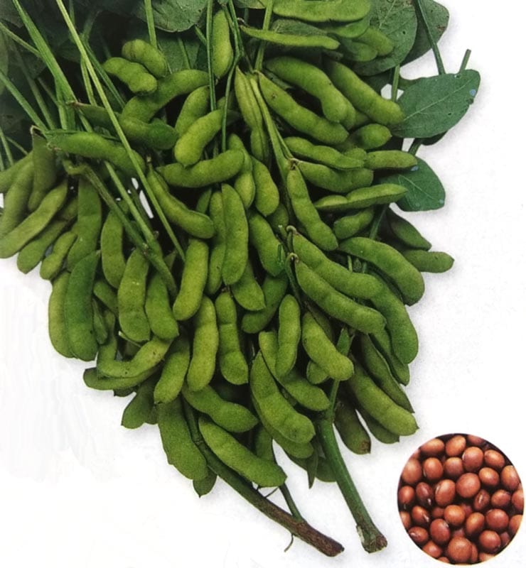 エダマメ種 福成 80ml Br 栽培用 種子 茶えだまめ 茶枝豆 タキイ 品種名 滝姫 野菜 果物の種 エダマメ 枝豆 種 なら みつのぶオンラインショップ