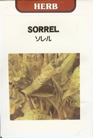 ハーブ種 【 ソレル 】 小袋 （栽培用 種子 藤田）