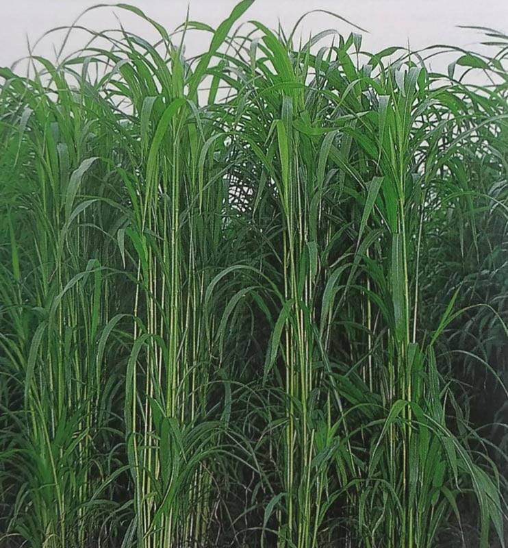 【2025年春入荷予定】スーダングラス種 パイパー (1kg) [牧草種子 飼料用 緑肥用]