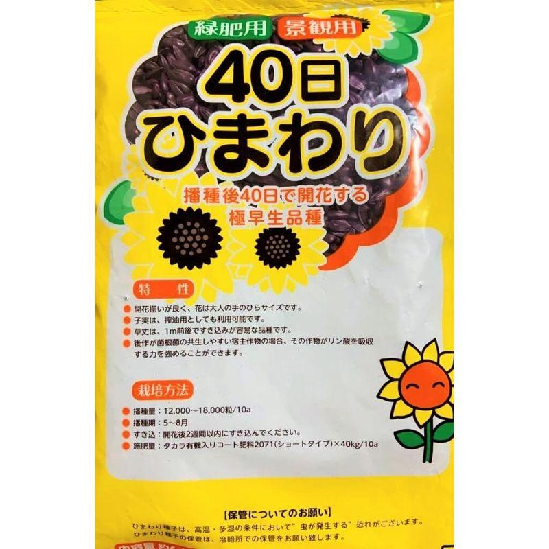 緑肥用ひまわり(緑肥用　景観用 6000粒)～40日ひまわり～ [牧草種子  花の種]