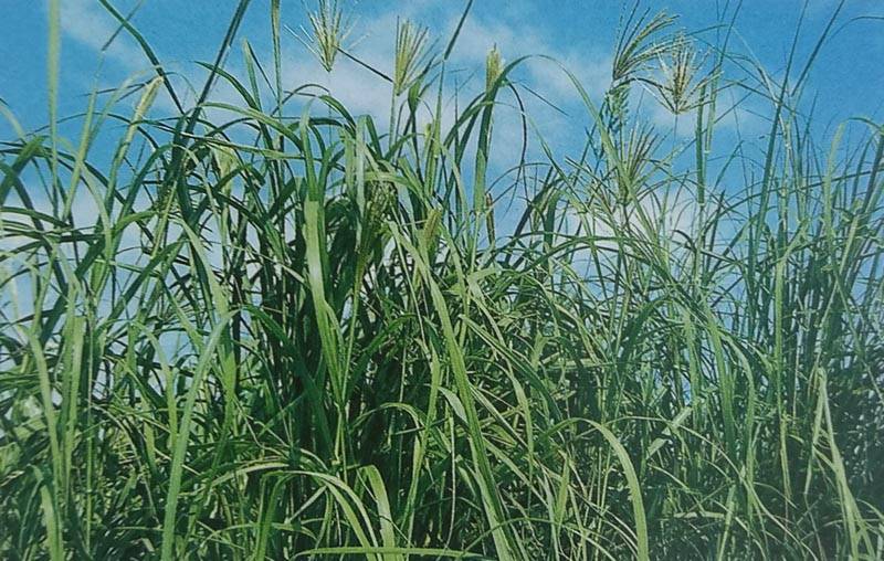 ローズグラス種 【 カタンボラ 】 コート種子 1kg （牧草種子 飼料用 緑肥用 カネコ・タキイ・雪印） （品種名：カタンボラ）