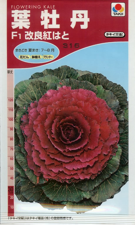 葉牡丹種 【 F1改良紅はと 】 小袋 （栽培用 種子 花 タキイ）