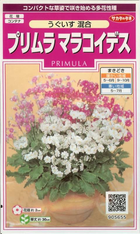 プリムラマラコイデス種 【 うぐいす混合 】 実咲小袋 （栽培用 種子 花 サカタ）