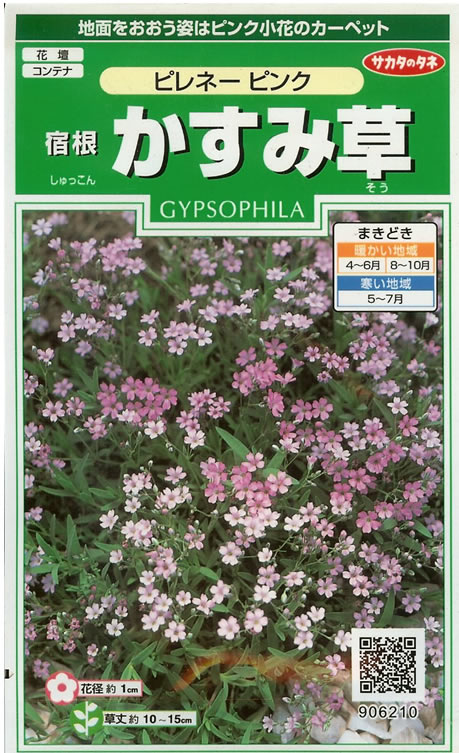 ※ 販売終了？※ 宿根かすみ草種 【 ピレネー ピンク 】 実咲小袋 （栽培用 種子 花種 サカタ）