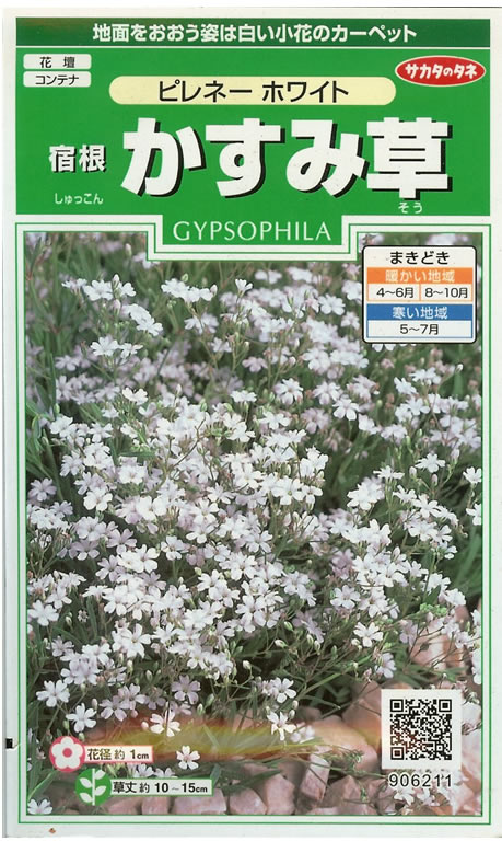 ※ 販売終了？※ 宿根かすみ草種 【 ピレネー ホワイト 】 実咲小袋 （栽培用 種子 花種 サカタ）